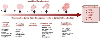 Transcriptome studies of congenital heart diseases: identifying current gaps and therapeutic frontiers